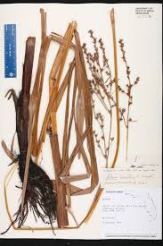 Image result for Scleria lacustris