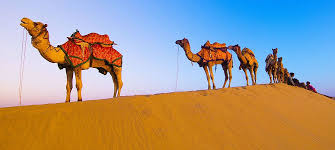 Operating from the dubai desert conservation reserve, you will trek through the dunes for approximately 45 minutes before being treated to a sundown falconry show and enjoy an. Pin On Desert Safari