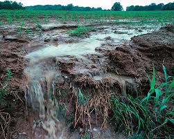 Phosphorus promotes the growth of the root system. Plants Need Phosphate Ask A Biologist