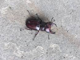 If you find beetles regularly or discover an infestation in stored food, take a look at our control suggestions (green box near bottom of that page) for carpet beetles in your home. Large Flying Bugs With Pinchers All Over Northeast Ohio Because It S Just Their Time