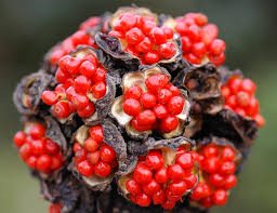 Image result for Microchloa