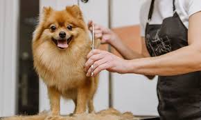 Dog Grooming In Home Spaw Groupon
