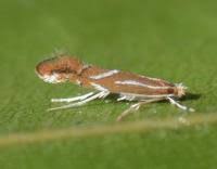 Image result for Phyllonorycter leucographellus