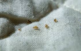 Image result for pubic lice symptoms
