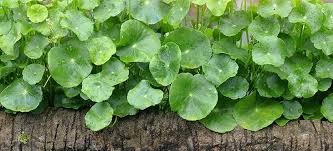 Gotu Kola May Help Boost Your Memory Mood Other Benefits Dr Axe Herbs Gotu Kola Medicinal Herbs