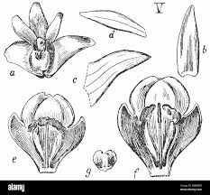 Image result for Dinophora spenneroides