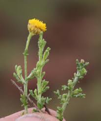 Image result for Pentzia incana