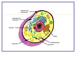 Check spelling or type a new query. Parts Of A Cell Writing Across Curriculum Activity Ppt Download