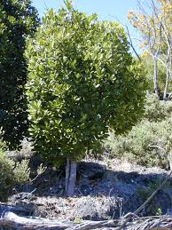 Image result for Myrsine