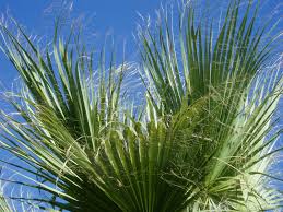 Washingtonia filifera ou encore washingtonia filamentosa, brahea ce palmier peut atteindre une vingtaine de mètres avec une croissance très vigoureuse pour. Palmera De California Washingtonia Filifera Plantas Riomoros