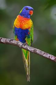 Rainbow Lorikeet Wikipedia The Free Encyclopedia Animals Beautiful Most Beautiful Birds Most Beautiful Animals