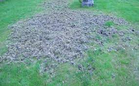 Leatherjacket Lawn Pests The Complete Guide The Lawn Man