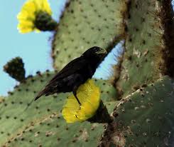 Read our newest article on how to properly a larger than life pot will lead to the soil mix retaining water, and you know that means for your cactus. Large Cactus Ground Finch Galapagos Islands Galapagos Bald Eagle