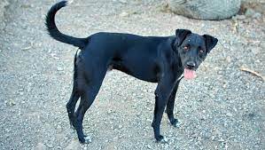 Patterdale Terrier Dog Breed Pictures Characteristics Facts