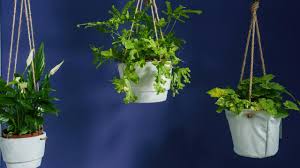 Hanging Plant Hacks That Don T Require A Drill In 2020 Hanging Plants Hanging Potted Plants Plant Hacks