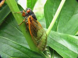 This brood has spent 17 years waiting underground, will only emerge once to mate and lay eggs, and then. 17 Year Old Cicadas Are Due To Arrive In Virginia Williamsburg Yorktown Daily