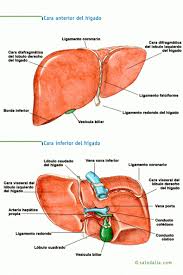 Caras Anterior E Inferior Del Higado Anatomia Medica Cosas De Enfermeria Fisiologia