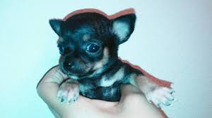 It is intelligent, eager to learn for sale, teddy bear chihuahua, phantom chihuahua, blue merle chihuahua, micro teacup chihuahua for sale, tiny teacup chihuahua for sale, chihuahua for sale in south florida. Akc Chihuahua Puppies For Sale Chihuahua Breeder Orlando Florida