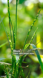 Image result for Rottboellia