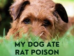 Secondary poison is a genuine problem that could end up killing a family pet. What Should I Do If My Dog Ate Rat Poison Pethelpful