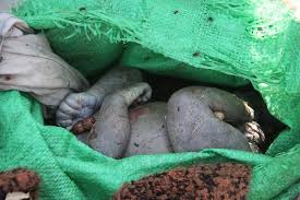 We did not find results for: No Justification For Baby Dumping The Herald