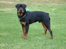 Check spelling or type a new query. 72 Rottweiler Wallpaper On Wallpapersafari