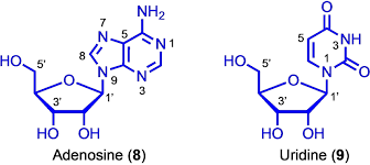 Image result for Adenosine