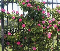 Perlu diketahui bahwa menanam bunga mawar merupakan perkara yang tidak mudah. Cara Menanam Mawar Rambat Climbing Rose Bibitbunga Com