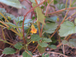 Image result for Hermannia quartiniana