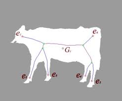 Cow (bovine, ox) skeletal anatomy poster created using vintage images. Segmentation Of Body Parts Of Cows In Rgb Depth Images Based On Template Matching Sciencedirect
