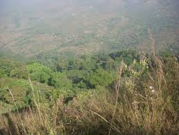 Image result for Anthonotha noldeae