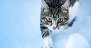 kediler neden niye titrer kedi ve yavru kedi titremesi nasil gecer