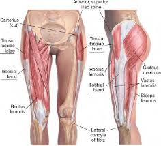 Smartdraw includes 1000s of professional healthcare and anatomy chart templates that. Hip Muscles Hip Tensor Fascia Latae Orofino Physical Therapy