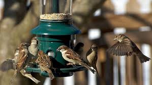 Stop Bully Birds at Your Feeders