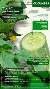 Pin By Katy Rosero On Health Wellbeing Medicinal Plants Cucumber Benefits Herbal Medicine