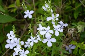 Image result for Cycnium