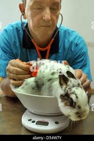 Tierarzt Jörg Rottmayer untersucht ein Haustier Kaninchen in Leipig,  Deutschland, 16. März 2013. Die Kaninchen sind geimpft, gewogen und ihre  Zähne sind bei den Frühling-Untersuchungen kontrolliert. Foto: Waltraud  Grubitzsch Stockfotografie