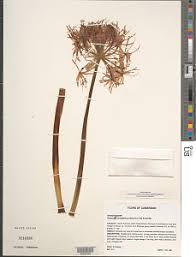 Image result for Scadoxus cinnabarinus