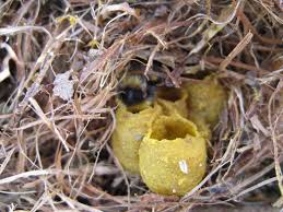 In rock, mulch and wood piles; Bumble Bee Nest Google Search Bumble Bee Nest Bumble Bee Honey Bumble Bee