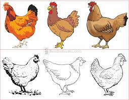Makin komplit lagi kalau kamu bisa bercerita dongeng tentang ayam ini, lho. 10 Cara Menggambar Ayam Dengan Mudah Tk Nu 01 Kendit