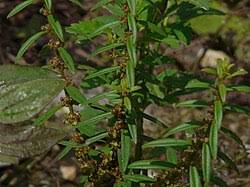 Image result for Ammannia baccifera
