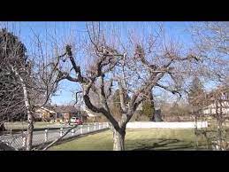 The pollarding process creates short branches whose ends become nubby from annual pruning. How To Prune Old Apple Trees Youtube