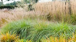 We did not find results for: 5 Ways To Design With Ornamental Grasses