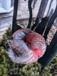 🔥 This House Finch that fell asleep on my bird feeder 🔥 :  rNatureIsFuckingLit
