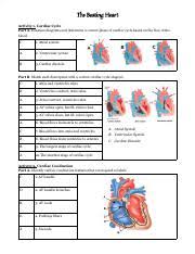 Image result for Cardiovascular Worksheets