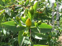 Image result for Hypericum roeperianum
