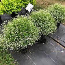 Of the plant with minimal new branching. Euphorbia Diamond Frost From Penn State Trial Gardens