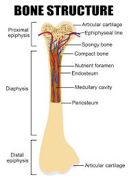 Elongated bone consisting of a body (diaphysis) and two terminal parts (epiphyses), such as the leg and arm bones (femur, radius, phalanges and transverse canals of the compact bone enclosing blood vessels and nerves; Diagram Of Human Bone Anatomy Human Bones Anatomy Human Bones Human Body Anatomy
