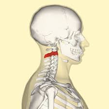 Table 37.1 bones and joints of the neck. Axis Anatomy Wikipedia