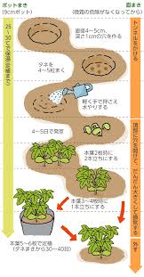 オクラの育て方 栽培方法 失敗しない栽培レッスン 野菜の育て方 サカタのタネ 家庭菜園 園芸情報サイト 園芸通信